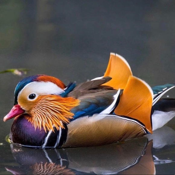 Meet your Posher, Julie - Picture 1 of 1